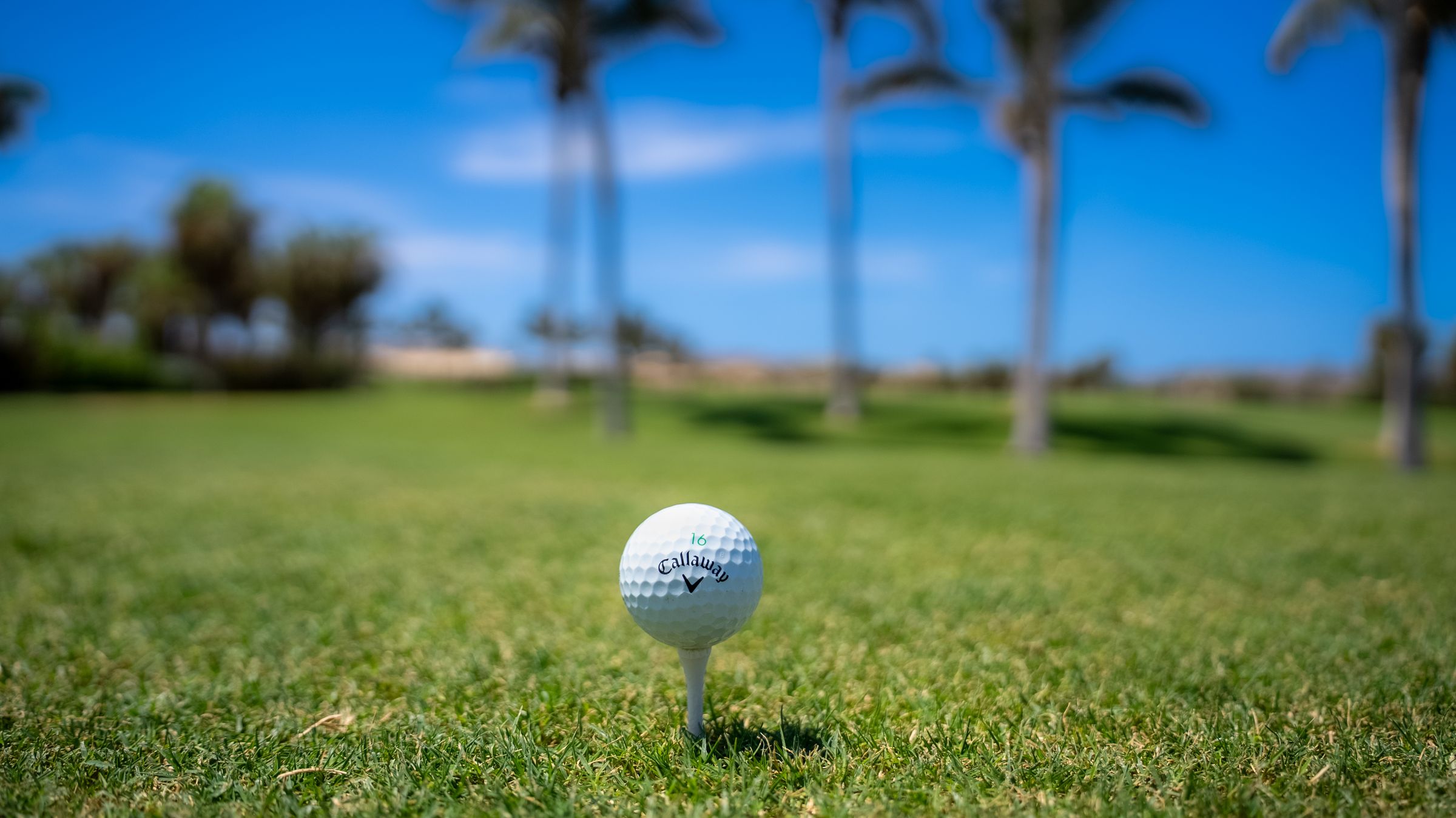 A golf ball on a tee with palms behind